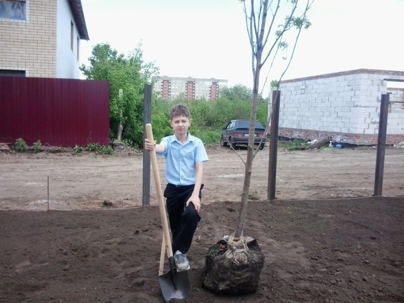 Посадка деревьев