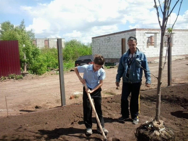 Посадка деревьев