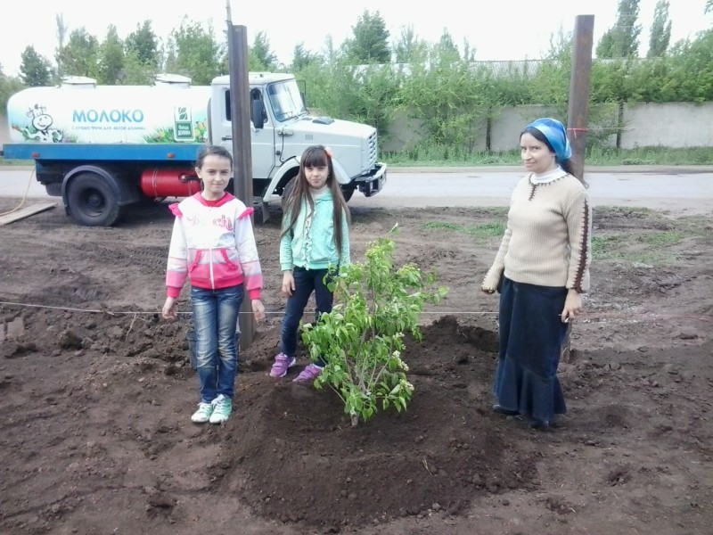 Посадка деревьев